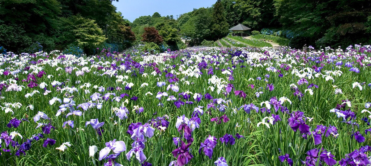 卯辰山公園花菖蒲園