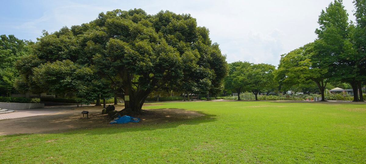 金沢南総合運動公園 バラ園 金沢フィルムコミッション