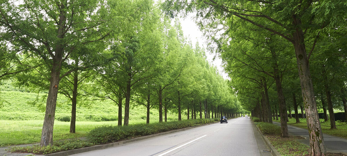 太陽ヶ丘メタセコイア並木道