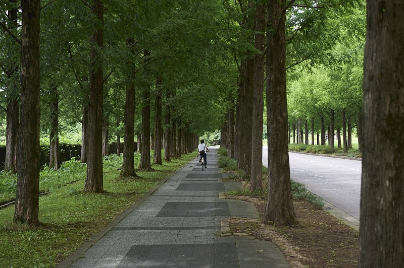 太陽ヶ丘メタセコイア並木道 金沢フィルムコミッション