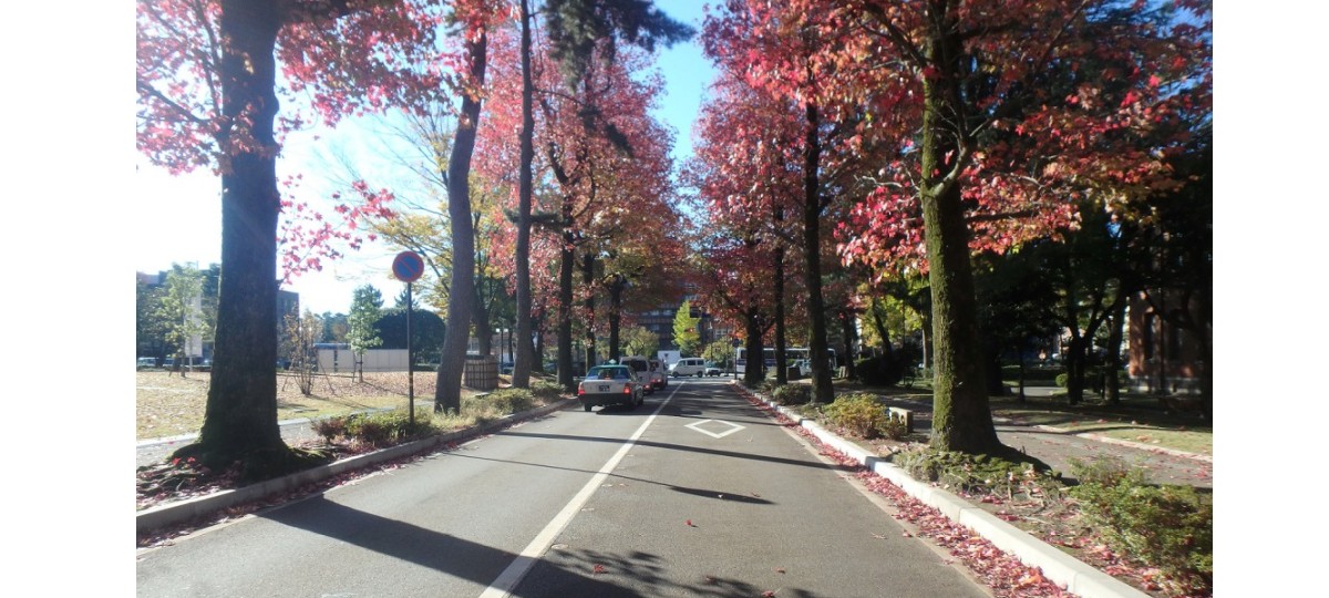 石川四高記念文化交流館横 （アメリカ楓通り）